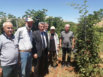 Böğürtlende sevindiren verim