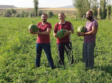 Sungurluda karpuz hasadı başladı