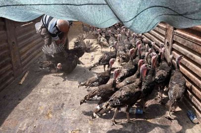 Büyükşehir  Korkutelide hindi dağıttı