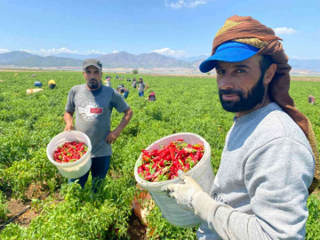 İslahiyede acı hasat