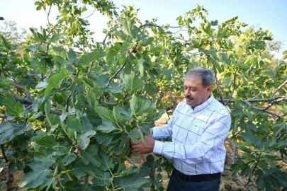 İncir hasadı devam ediyor