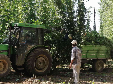 Türkiyede sadece Bilecikte yetişiyor