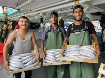 Karadenizde palamut bereketi devam ediyor