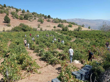 Konyada bağ bozumu şenliği