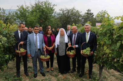 Safranbolunun yerel ürünü çavuş üzümüne coğrafi işaret