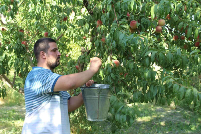 Doğunun Çukurovasında şeftali hasadı başladı