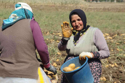 Kışlık patates hasadı başladı