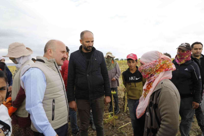 Ağrıda ayçiçeği üreticiliği yaygınlaşıyor