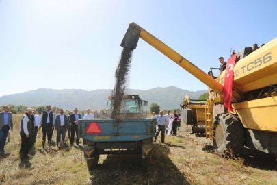 Simavda yağlık ayçiçeği hasadı