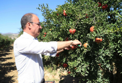 Pamukkale Belediyesinden nar ve ayva için coğrafi işaret atılımı