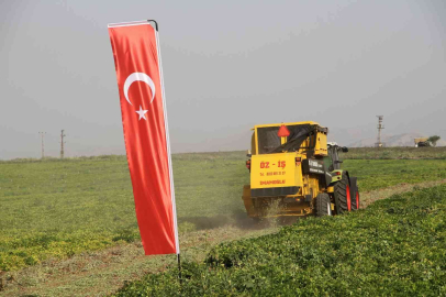 Şırnakta yerfıstığı hasadı şenlikle başladı