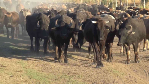 Muşta manda besiciliği vatandaşa gelir kapısı oldu