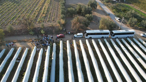 Sarıgölün örtülü üzüm bağlarında inceleme