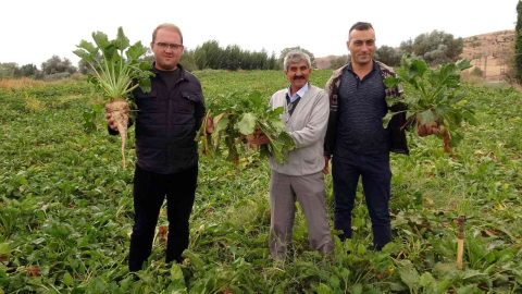 Yozgatta şekerpancarında 1 milyon 750 bin ton rekolte bekleniyor