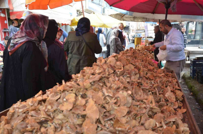 Orduda fındık tirmidi bolluğu: Kilosu 50 liradan satılıyor