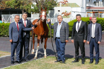 Şampiyon atın yavruları rekor fiyatla satıldı