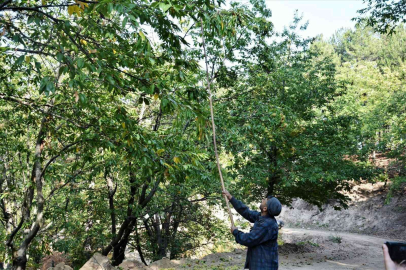 Simavda kestane hasadı başladı