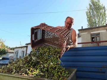 Balıkesirde yeşil zeytin alımına başlandı