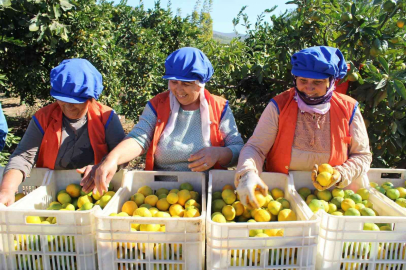 Sarı altın satsumada hasat zamanı