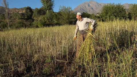 Derecikte susam hasadı başladı