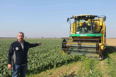 Türkiyenin ıspanak ihtiyacının dörtte birini Bursa karşılıyor