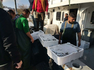 Palamut gitti o geldi! Bandırmada hamsi akını