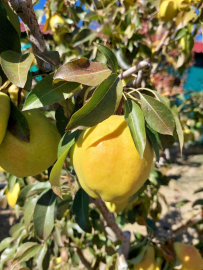 Sungurluda armut hasadı başladı