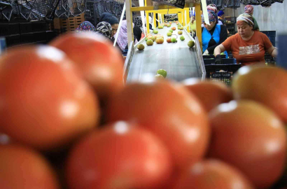 Avrupadan talep üstüne talep geliyor, domates üreticisinin yüzü gülüyor