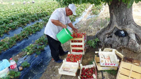 Batmanda çilekte yılın son hasadı