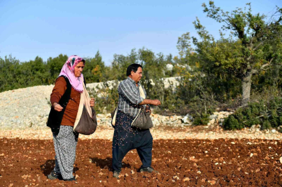 Mersinde 12 mahallede yerel buğday üretilecek