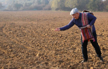 Menteşede Karakılçık ata tohumu toprakla buluştu