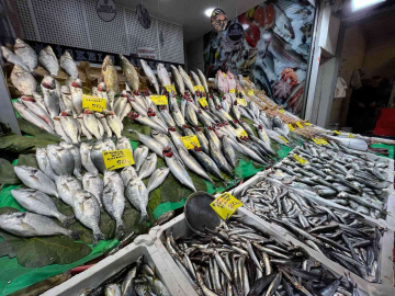 Denizlerde çinekop ve sarı kanat akını