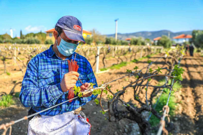 Denizlili üreticinin yüzü aldığı dev yardımlar sayesinde gülüyor