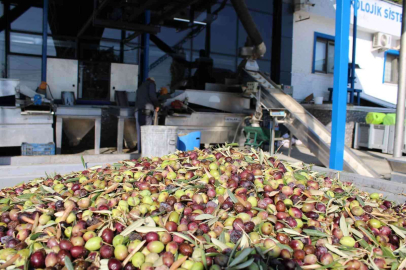 Zeytin sezonu ile birlikte yağhanelerde de yoğunluk başladı