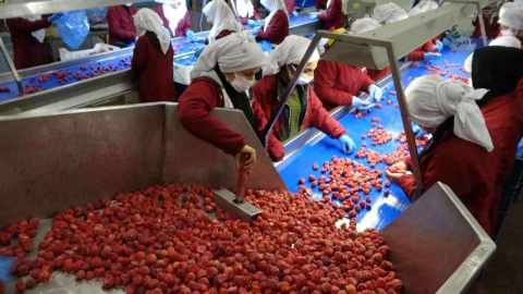 Malatyadan ABD ve AB ülkelerine dondurulmuş çilek ihracatı