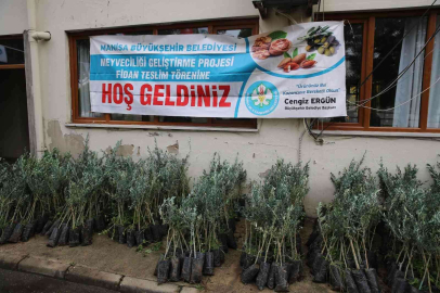 Salihlide 6 bin 480 zeytin fidanı üreticilere teslim edildi