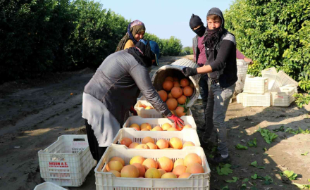 Hasadı başladı, sadece yüzde 10u Türkiyede tüketiliyor, yüzde 90ı ihraç ediliyor