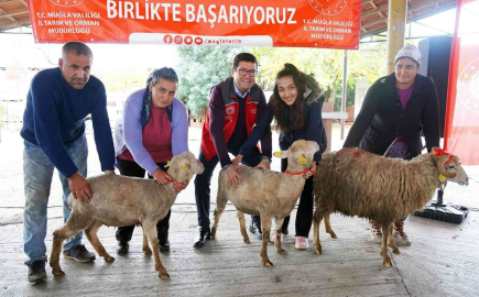 Muğlalı kadın üreticilere Bin 300 koyun, 52 koç dağıtıldı