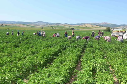 Yenişehir Biberine de tescil belgesi