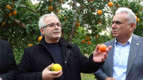 Kozan Belediyesinden halka açık narenciye bahçesinde ilk hasat