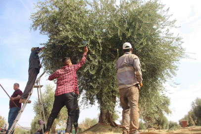 Kiliste zeytin hasadında sona gelindi