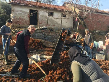 Sarıgölde yılın son kestane hasadı yapıldı