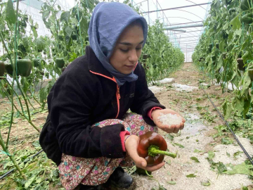 Aksuda fırtına ve dolu sebebiyle 95 dekar sera alanı zarar gördü