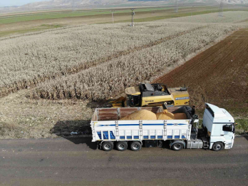 Mardinde mısırı nem vurdu, ürünün kalitesi düştü