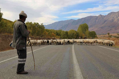 Besiciler 20 bin liraya çoban bulamıyor