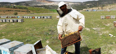 Adanada bal rekoltesi 12 bin 527e tona çıktı