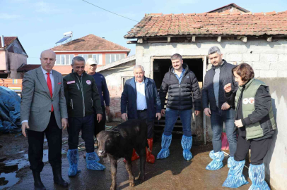 Samsunda mandalara suni tohumlama projesi meyvelerini veriyor