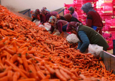 Ocak ayında elle sökümü yapılan havuç, dünya pazarına hazırlanıyor