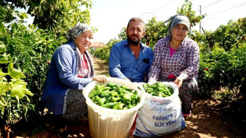 Emcelli Biberine coğrafi mahreç işareti