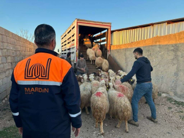 Mardinde depremzede çiftçilere canlı hayvan desteği